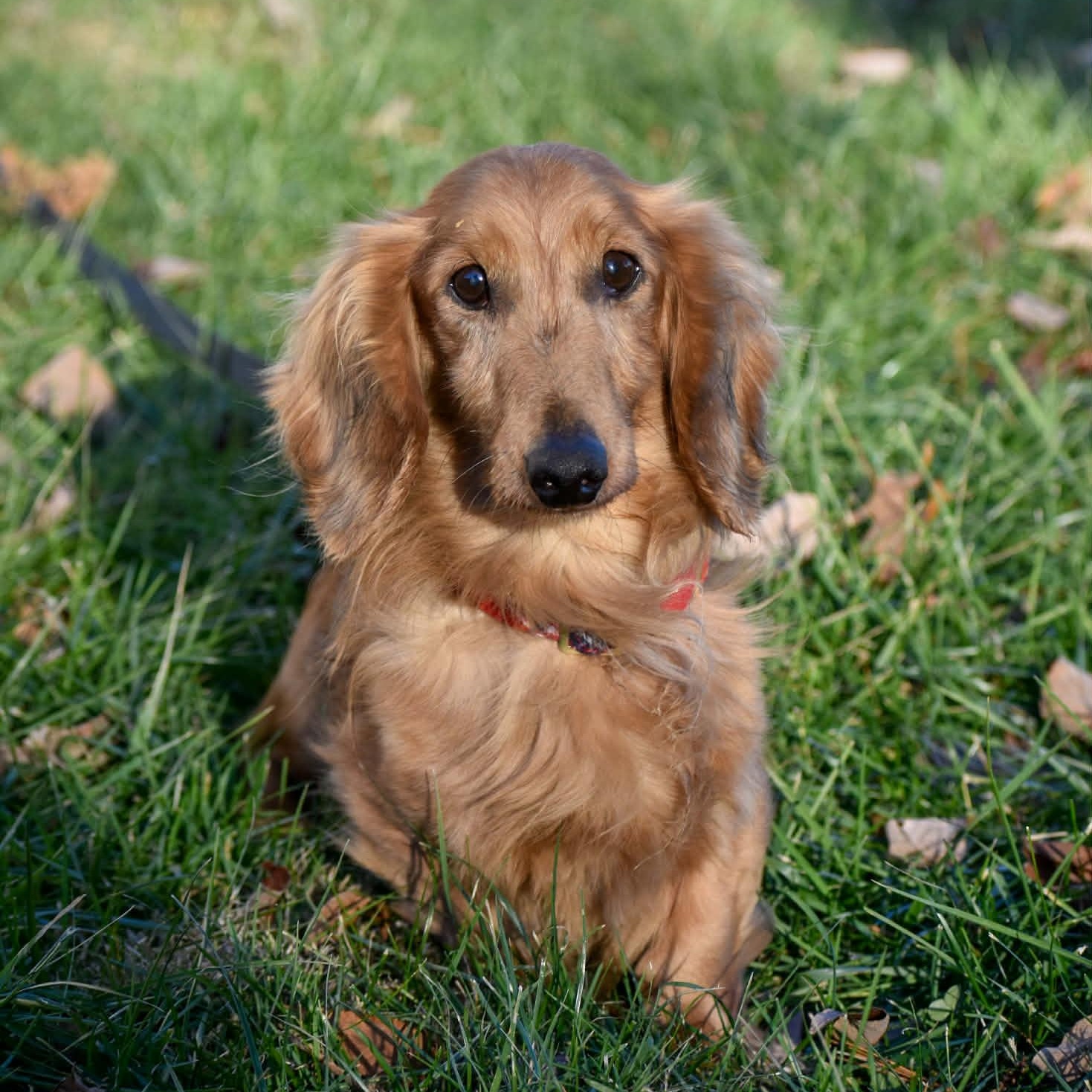 Ryder, ADOPTABLE, Senior Male Dachshund (Long Haired).