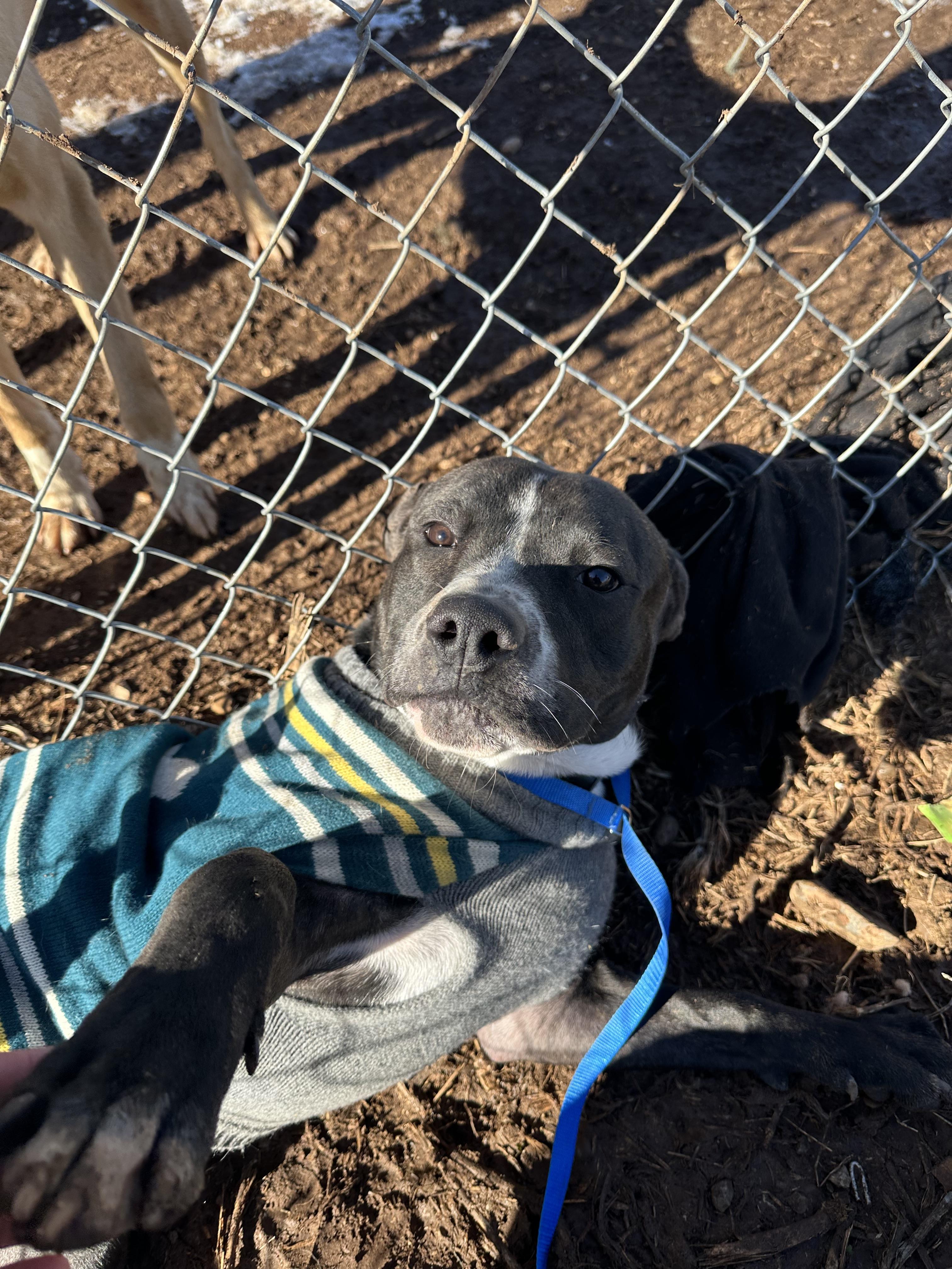 Titan, an adoptable American Bully in Tuttle, OK, 73089 | Photo Image 1