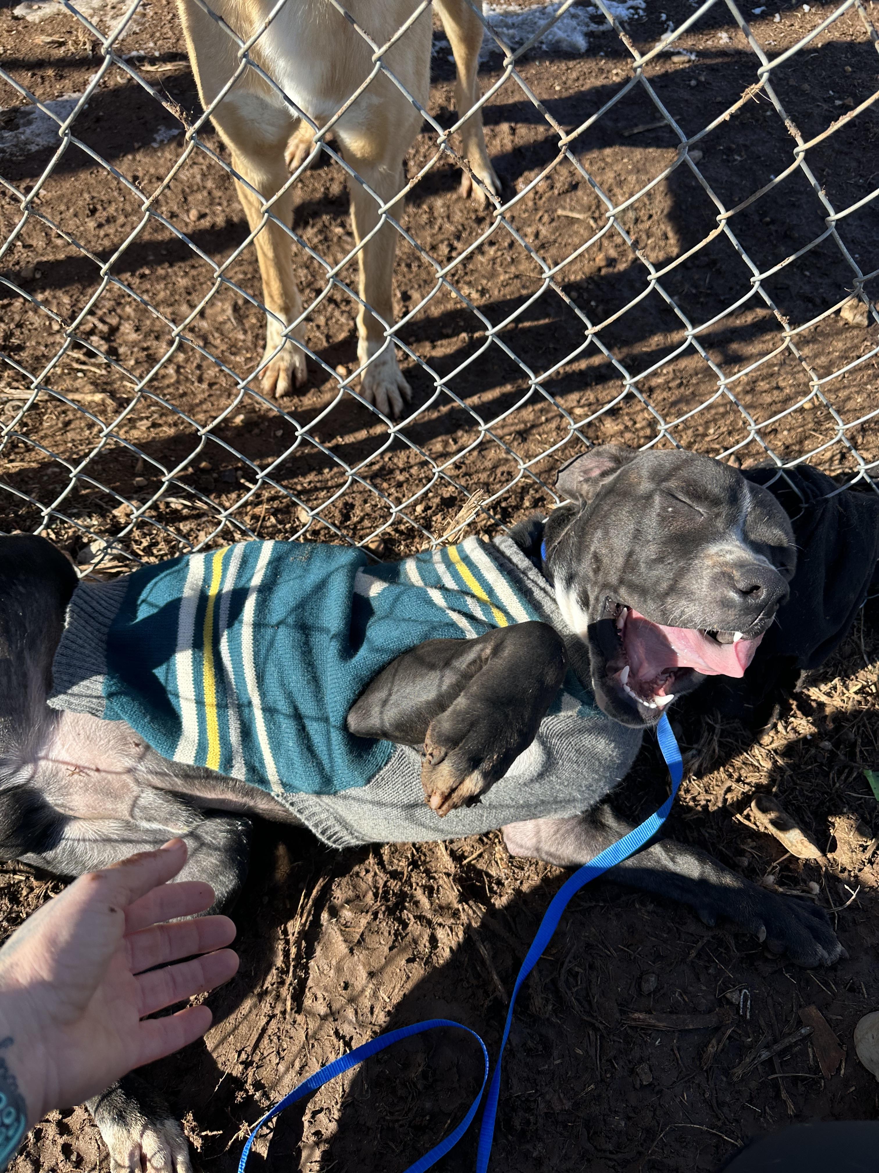 Titan, an adoptable American Bully in Tuttle, OK, 73089 | Photo Image 3