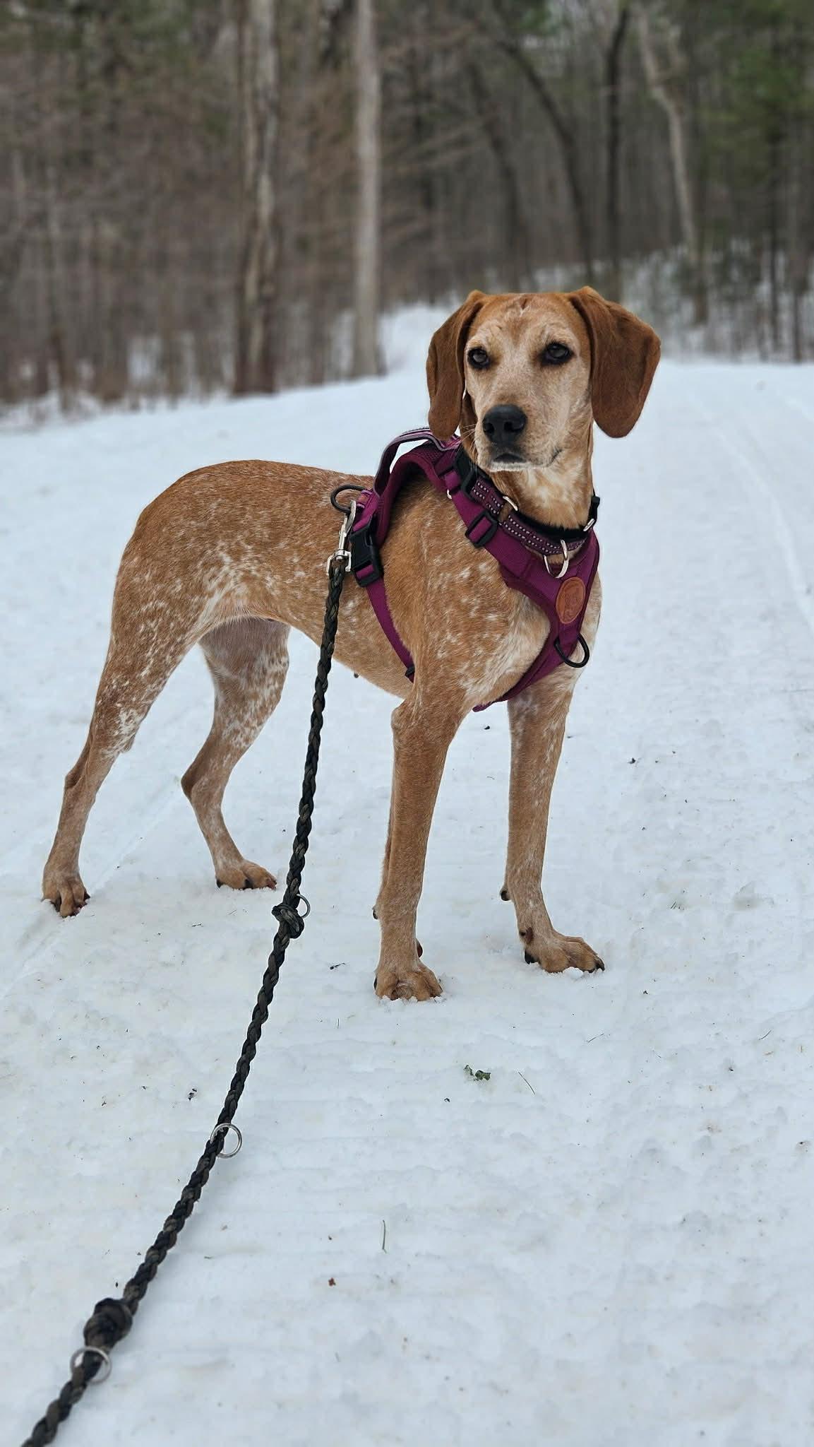 Enlarge Penny, a ADOPTABLE mixed breed in Succasunna, NJ image 2/2