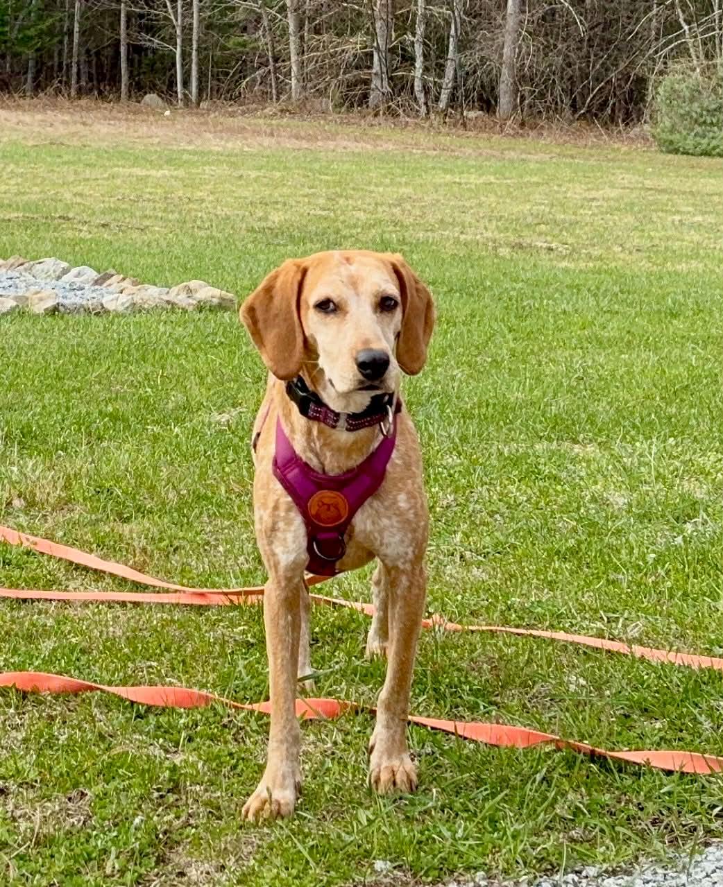 Enlarge Penny, an adoptable mixed breed in Succasunna, NJ image 6/6