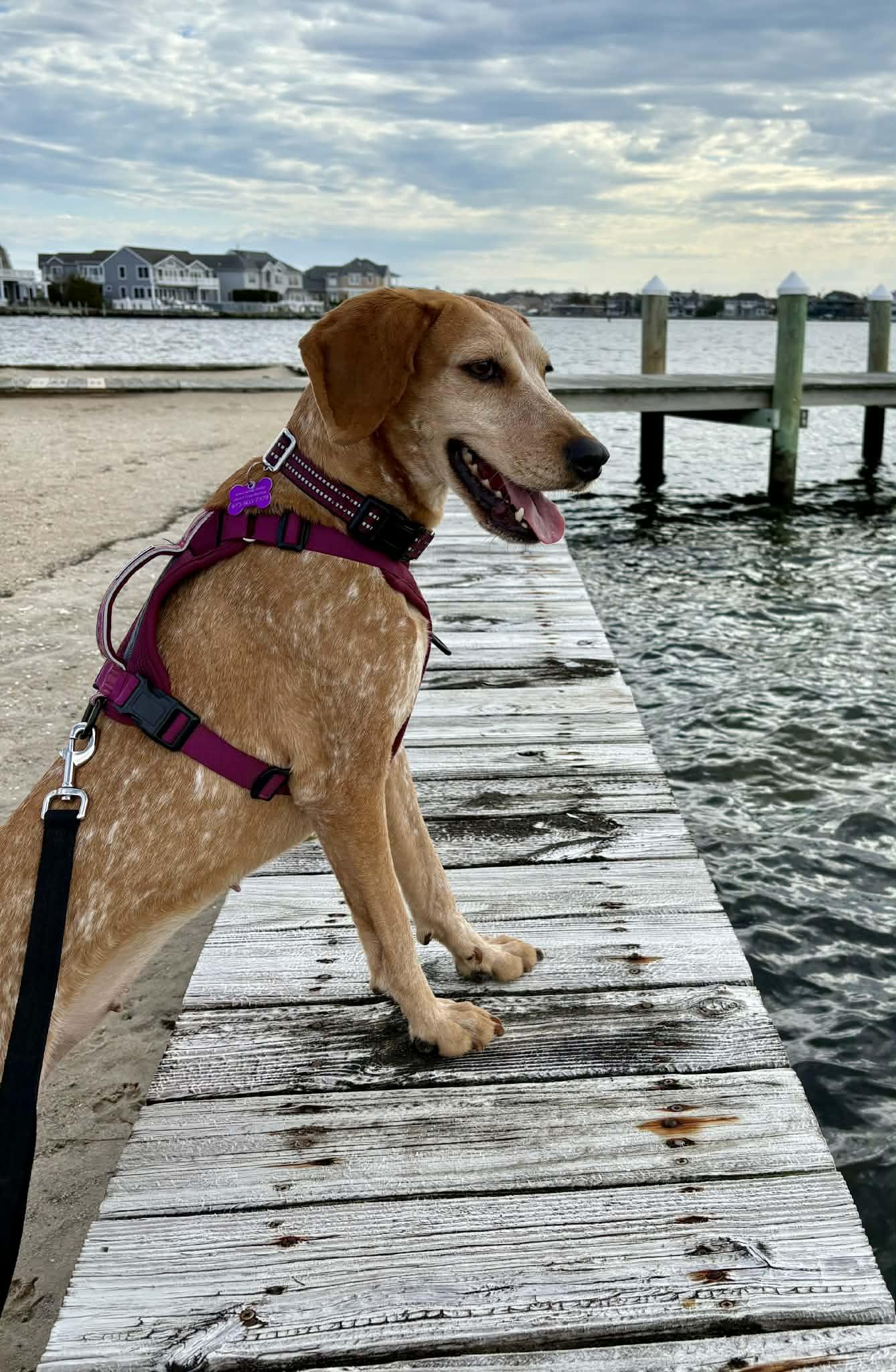 Enlarge Penny, an adoptable mixed breed in Succasunna, NJ image 5/6