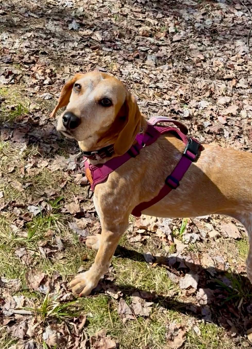 Enlarge Penny, an adoptable mixed breed in Succasunna, NJ image 3/6