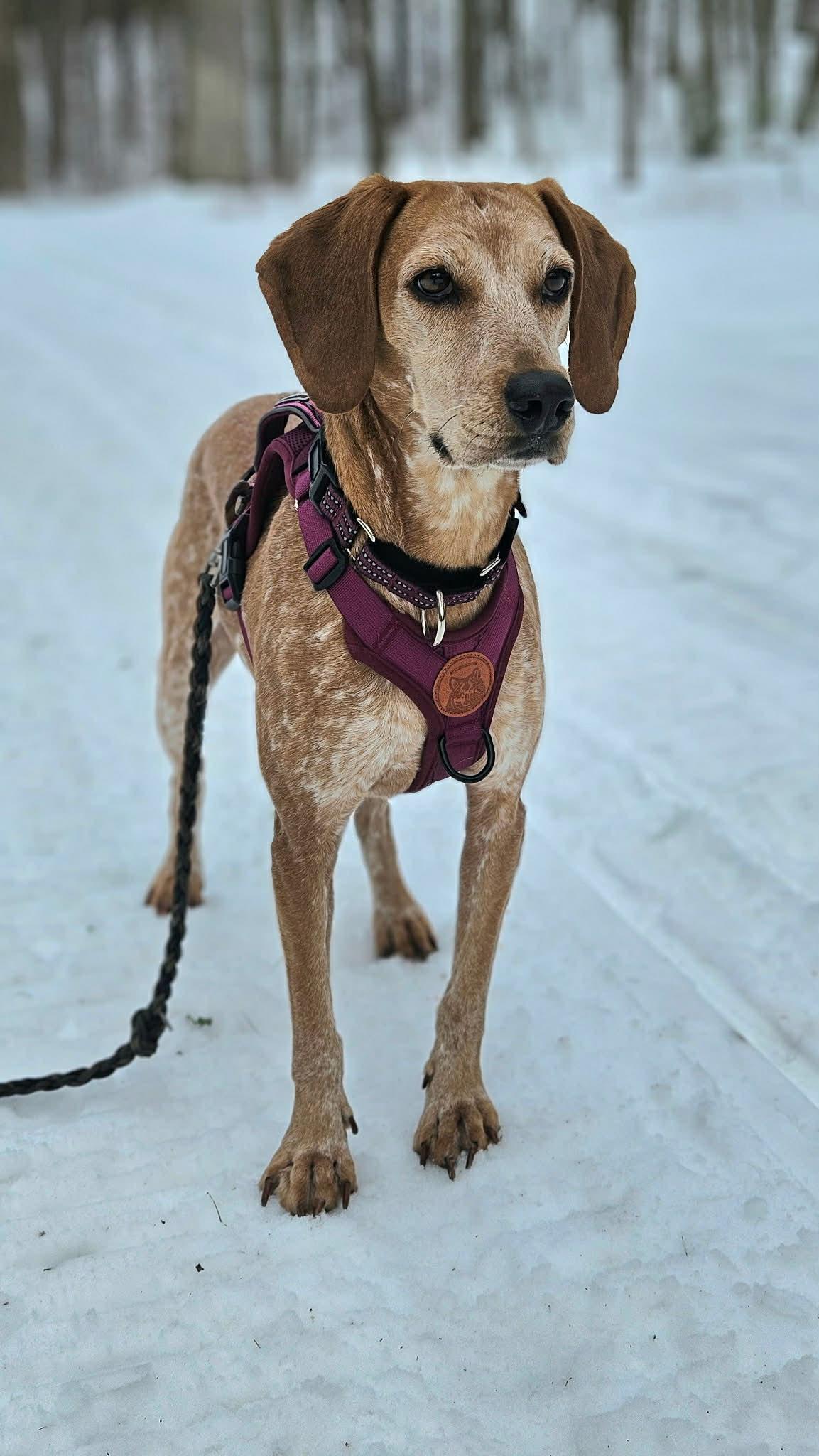 Penny, ADOPTABLE, Adult Female English Coonhound.