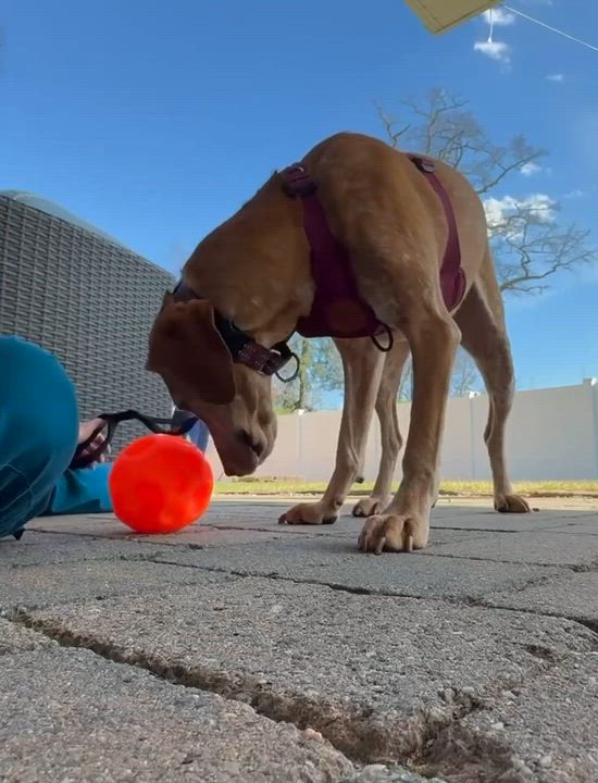 Enlarge Penny, an adoptable mixed breed in Succasunna, NJ video 4/6