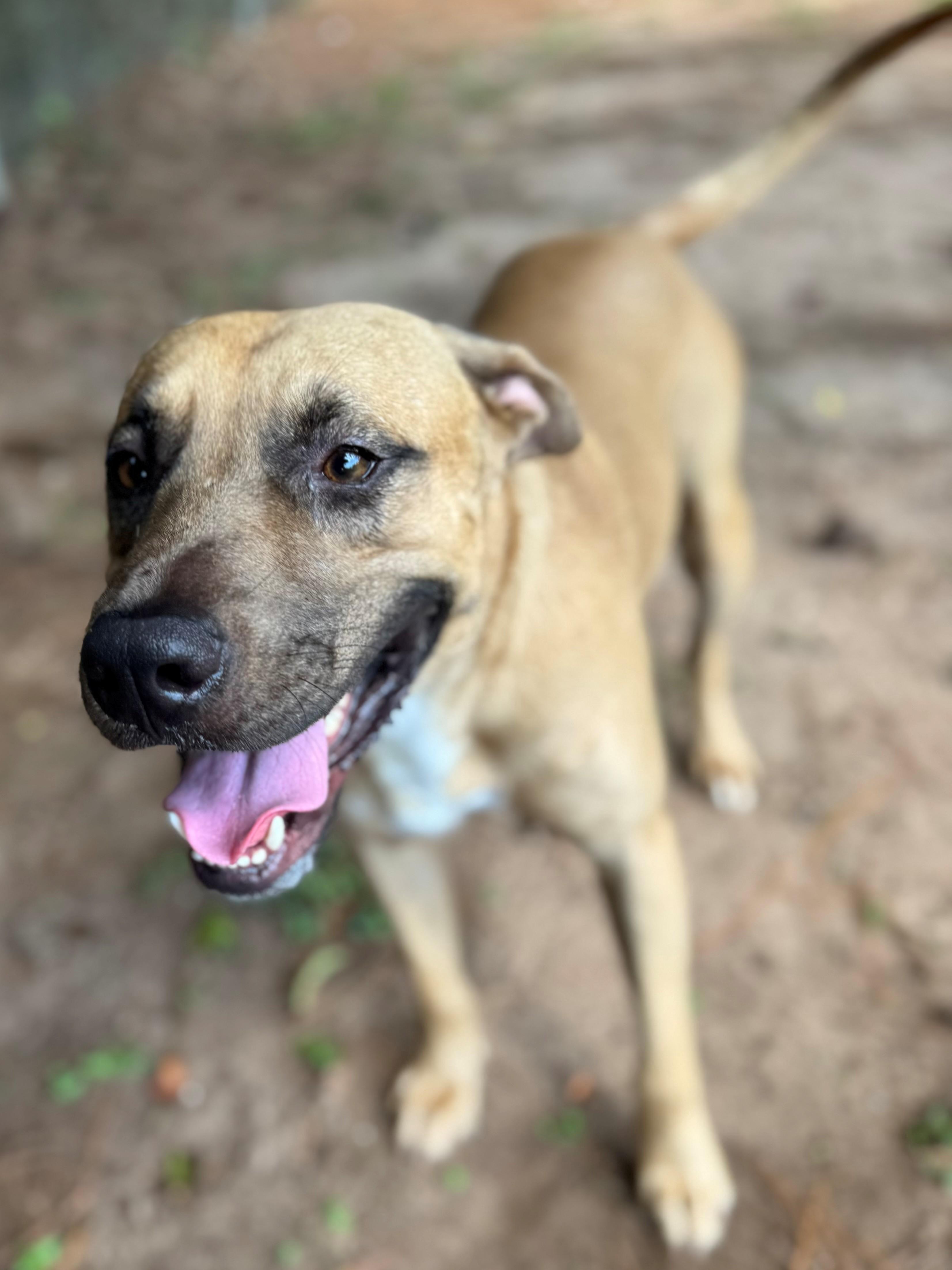 Wyatt, Adoptable, Adult Male Labrador Retriever.