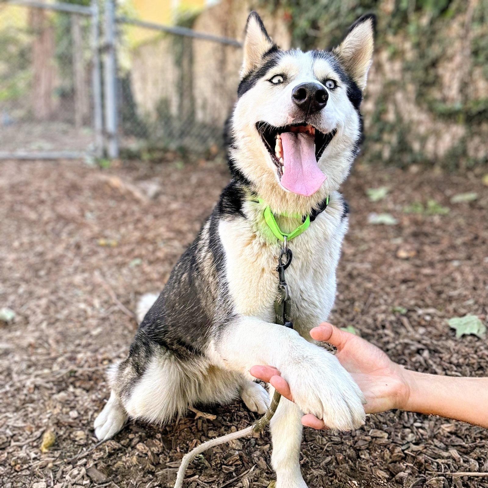 Oceania, Adoptable, Young Female Siberian Husky.
