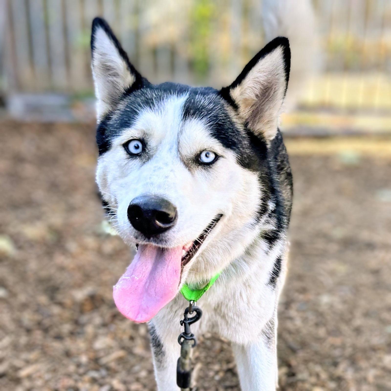 Enlarge Oceania, a Adoptable Siberian Husky in Oakland, CA image 2/3