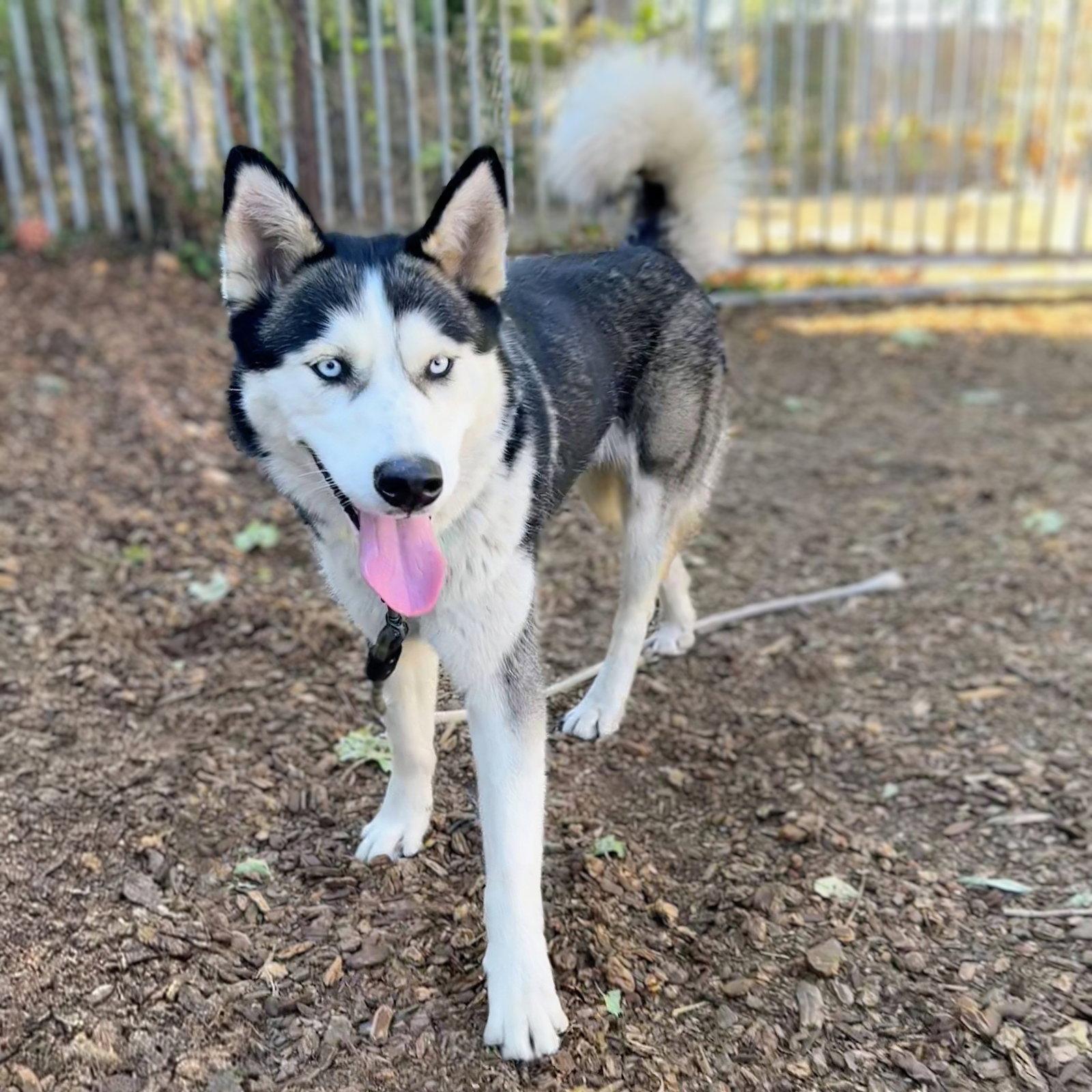 Enlarge Oceania, a Adoptable Siberian Husky in Oakland, CA image 3/3