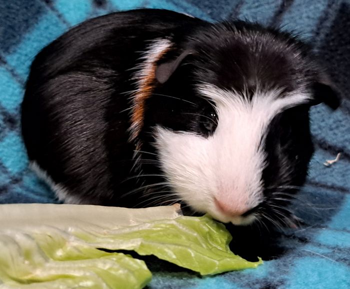 Guinea Pig for adoption Chipotle, a Guinea Pig in Gary, IN Petfinder