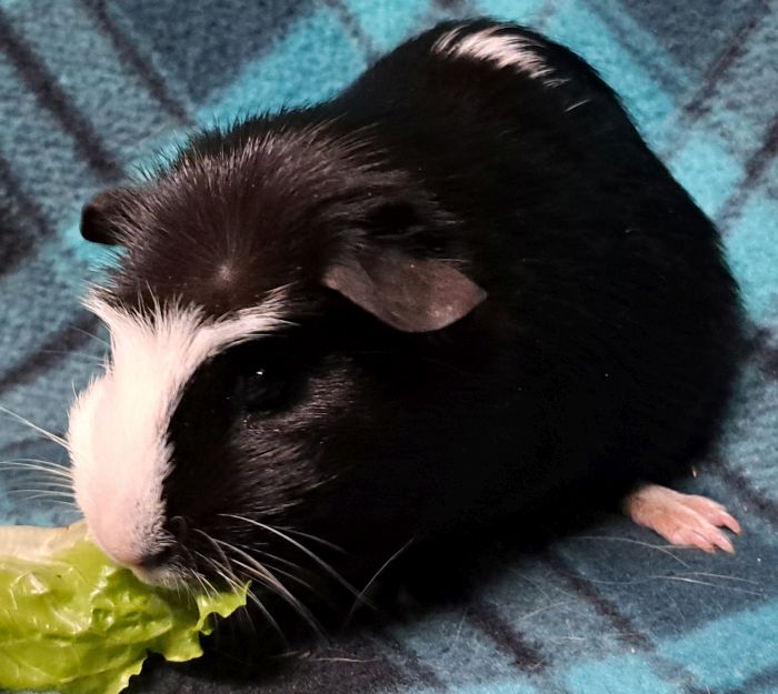Guinea Pig for adoption Chipotle, a Guinea Pig in Gary, IN Petfinder