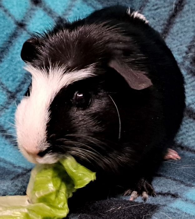 Guinea Pig for adoption Chipotle, a Guinea Pig in Gary, IN Petfinder