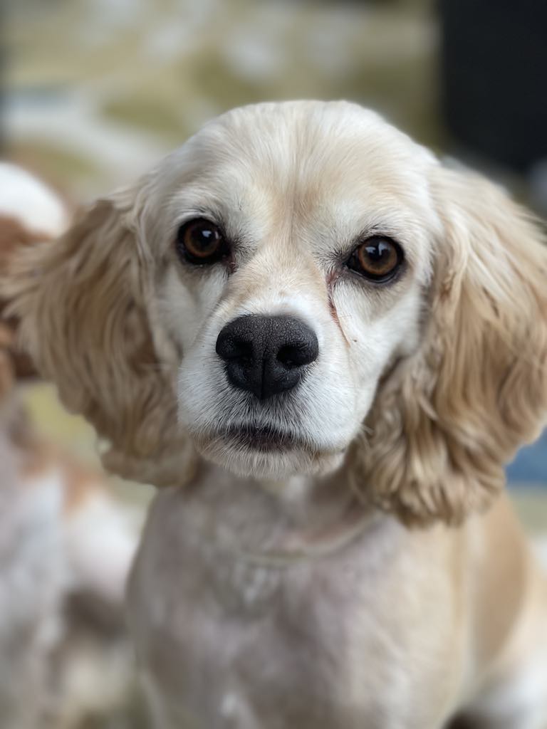 Sadie, an adopted Cocker Spaniel in Brunswick, ME_image-1