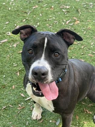 Greedy - 3, Adoptable, Adult Male Pit Bull Terrier & Mixed Breed.