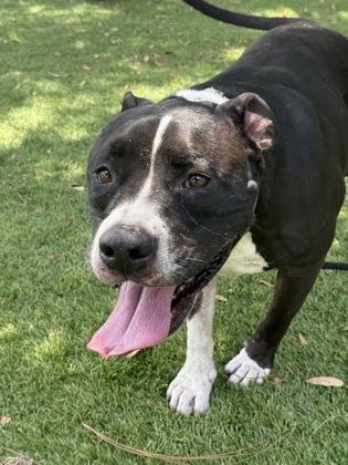 Enlarge Greedy - 3, a Adoptable mixed breed in Daytona Beach, FL image 2/2