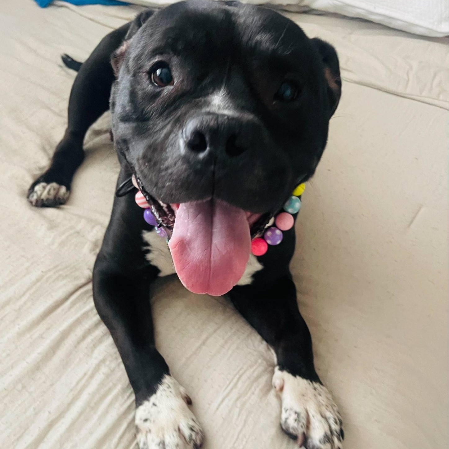 Enlarge Daisy, a Adopted mixed breed in Inverness, FL image 1/4