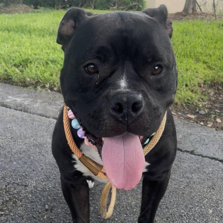 Enlarge Daisy, a Adopted mixed breed in Inverness, FL image 2/4