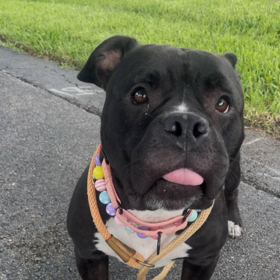Enlarge Daisy, a Adopted mixed breed in Inverness, FL image 3/4