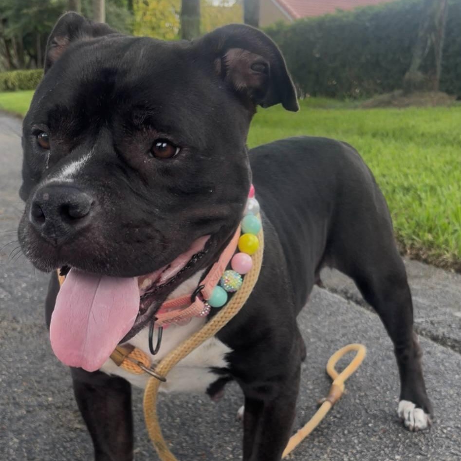 Enlarge Daisy, a Adopted mixed breed in Inverness, FL image 4/4