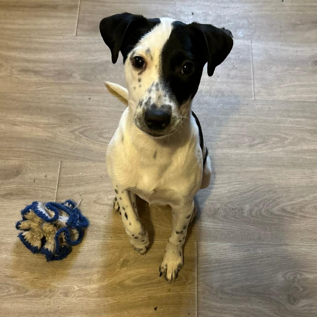 Marley, Adoptable, Young Female Border Collie & Mixed Breed.