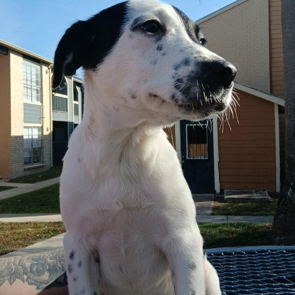 Marley, a Adoptable mixed breed in Tomball, TX image 3/6