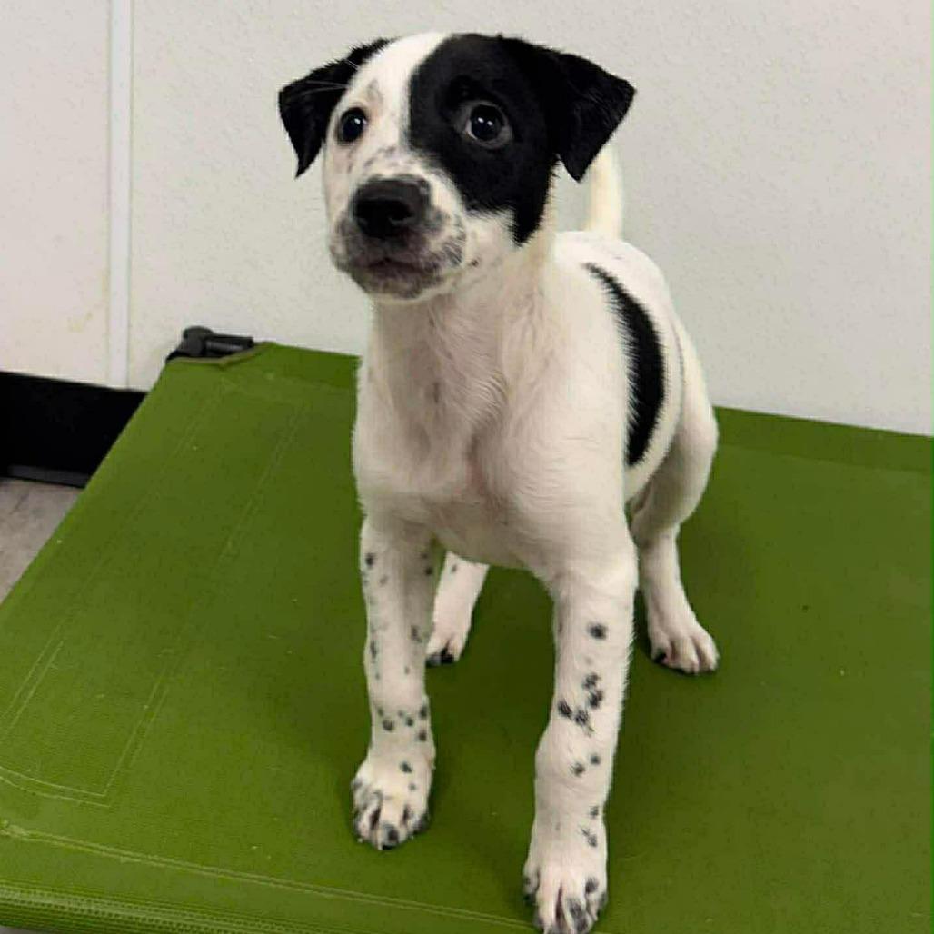Marley, a Adoptable mixed breed in Tomball, TX image 4/6