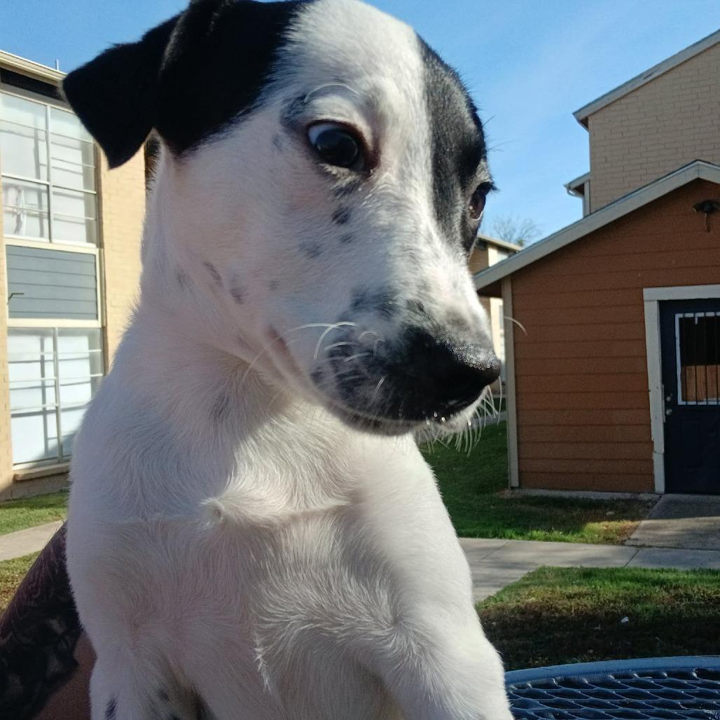 Marley, a Adoptable mixed breed in Tomball, TX image 5/6