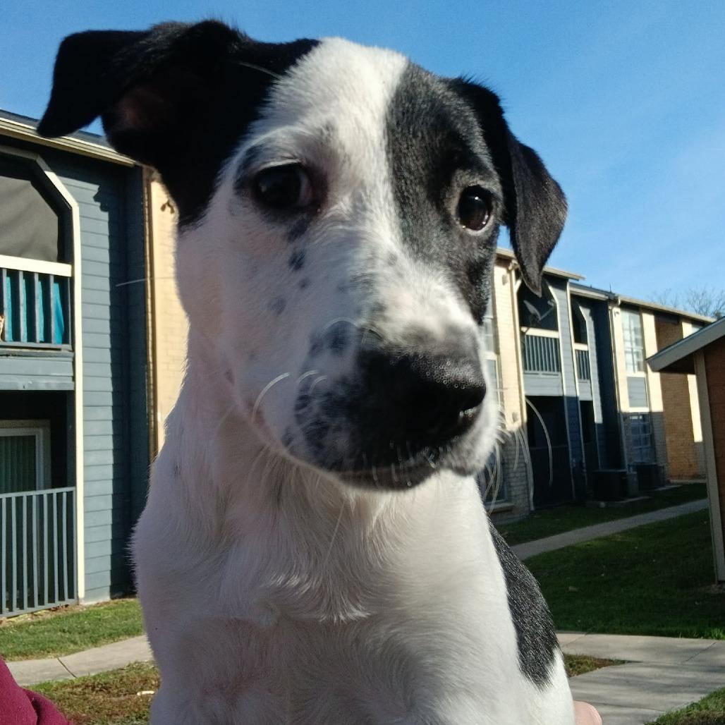 Marley, a Adoptable mixed breed in Tomball, TX image 6/6