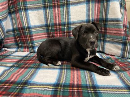 Quill, Adoptable, Puppy Male Terrier & Mixed Breed.