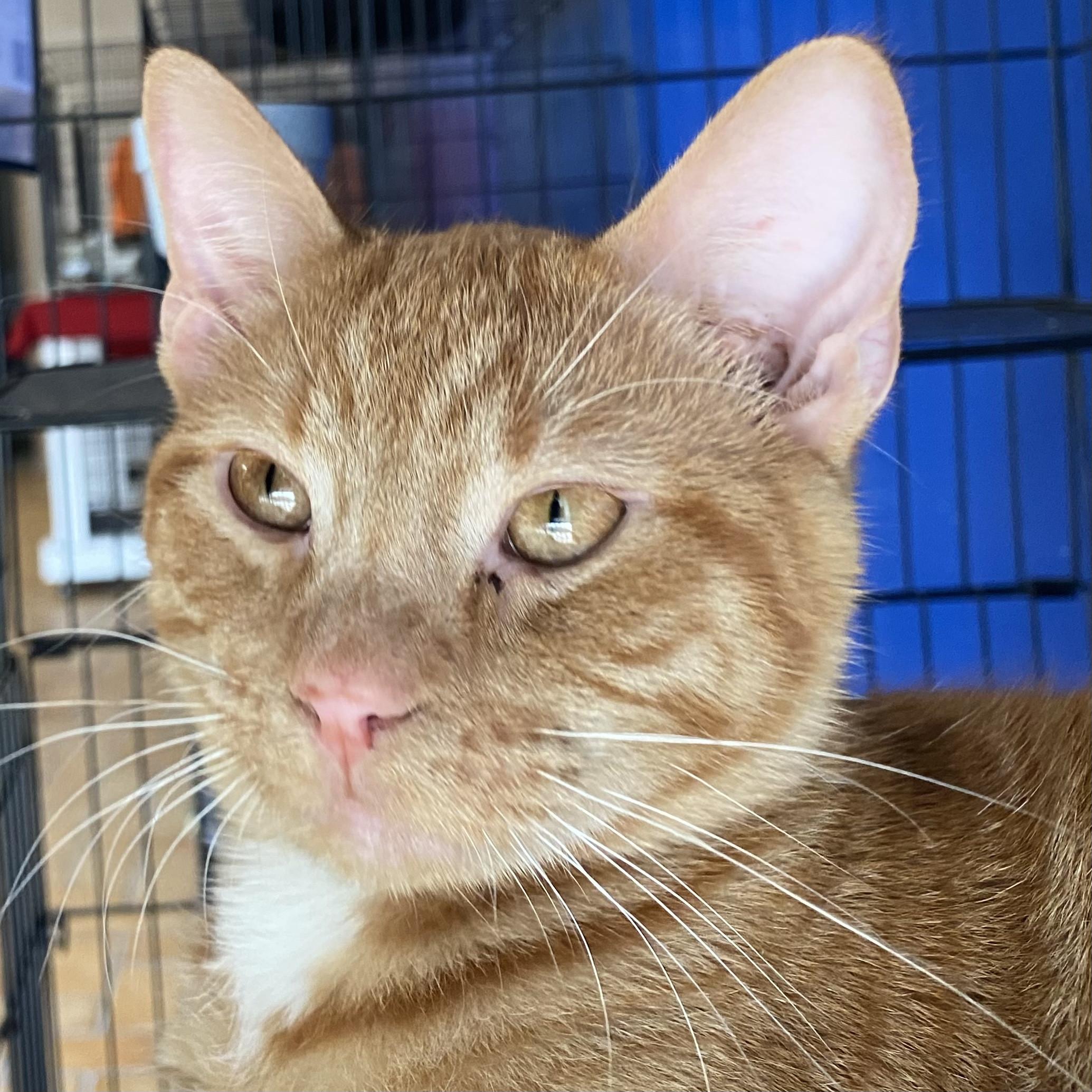 Enlarge Simba, a Adoptable Domestic Short Hair in Yankton, SD image 1/4