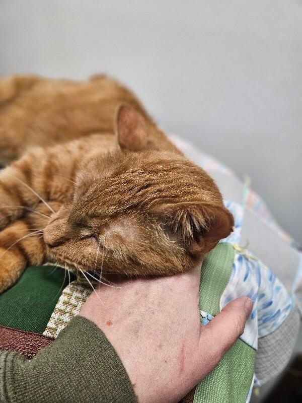 Simba, Adoptable, Adult Male Domestic Short Hair.