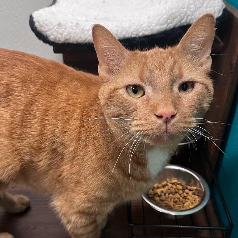Enlarge Simba, a Adoptable Domestic Short Hair in Yankton, SD image 2/4