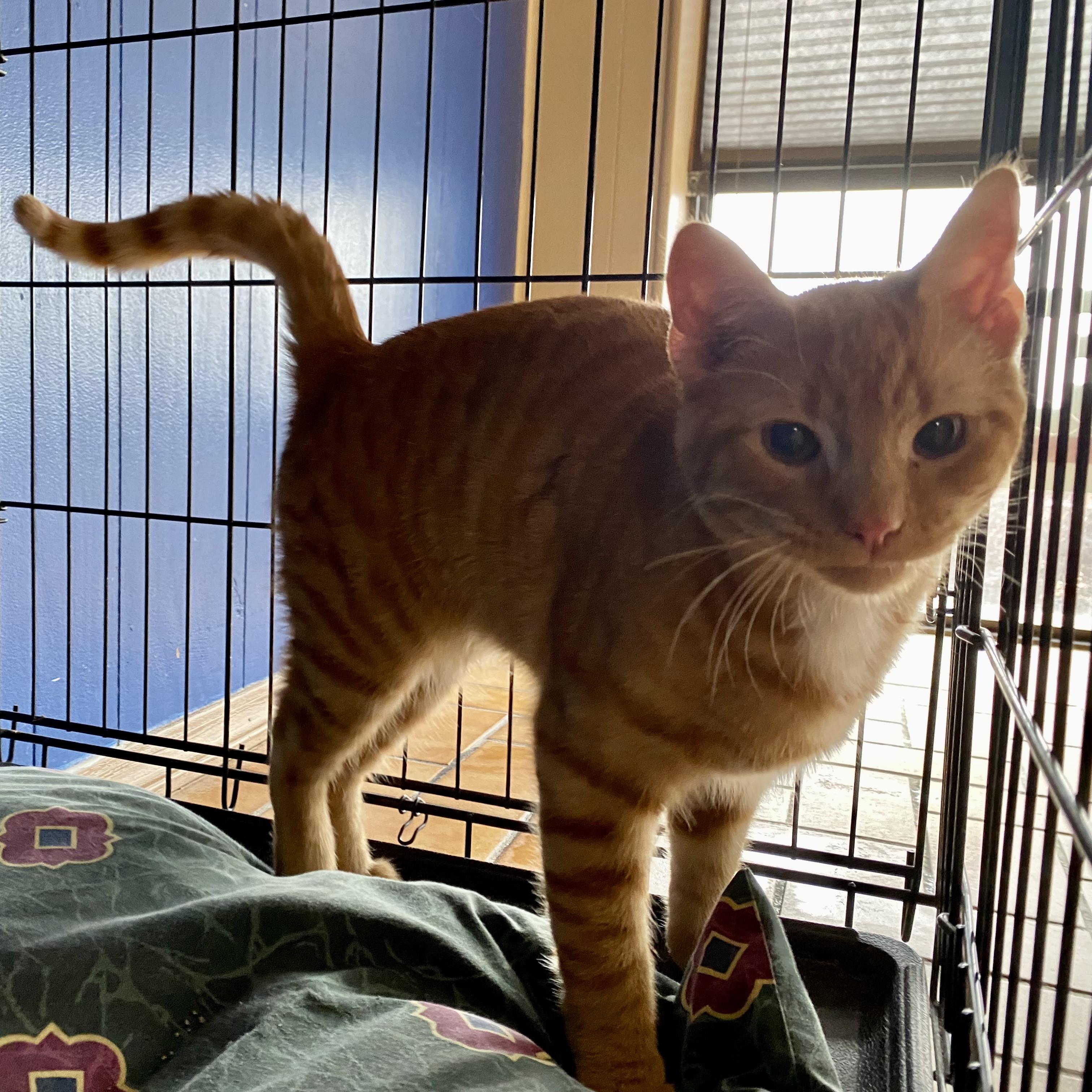 Enlarge Simba, a Adoptable Domestic Short Hair in Yankton, SD image 3/4