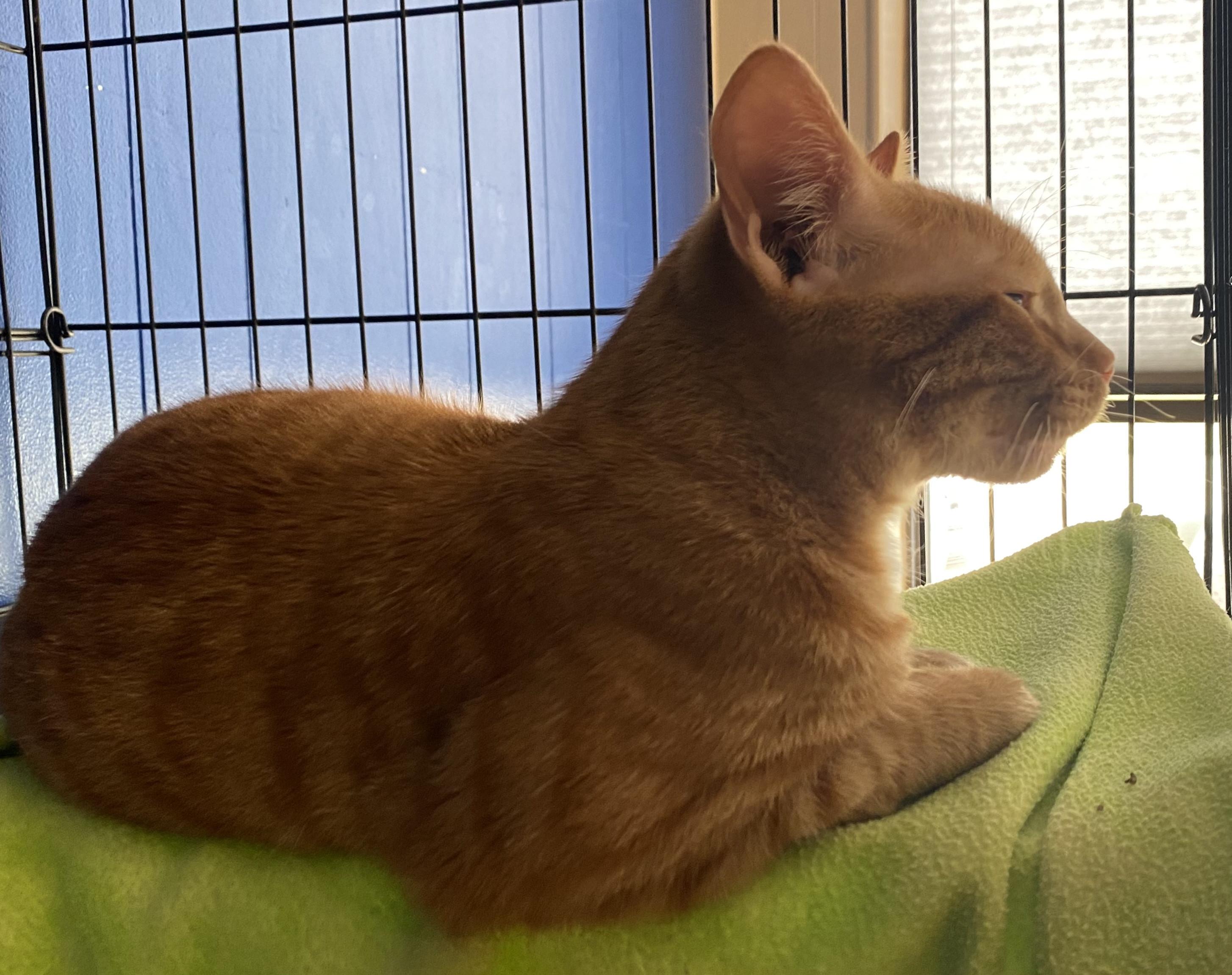Enlarge Simba, a Adoptable Domestic Short Hair in Yankton, SD image 4/4