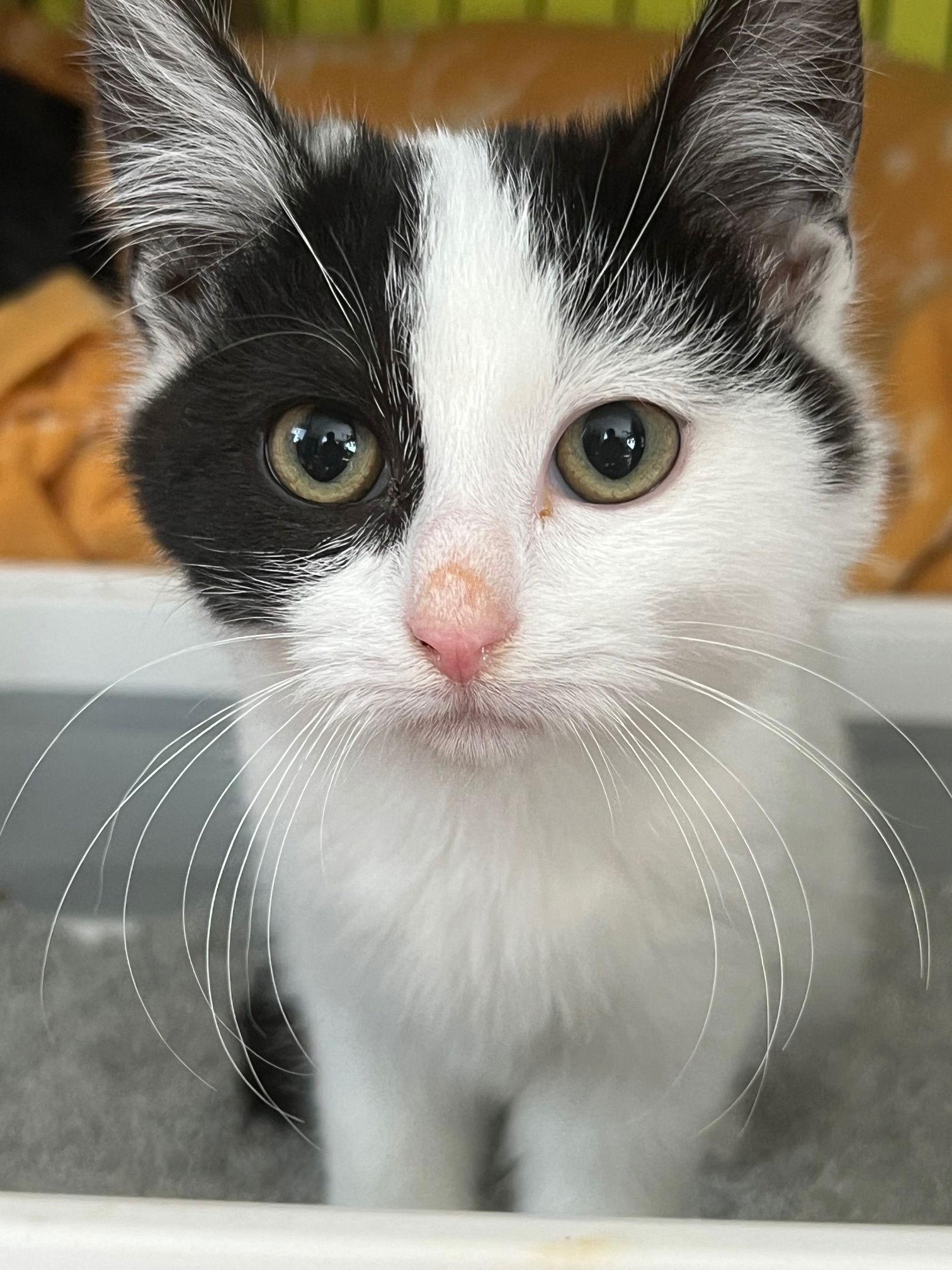 PJ, a Adopted Domestic Short Hair in Island Lake, IL image 1/2