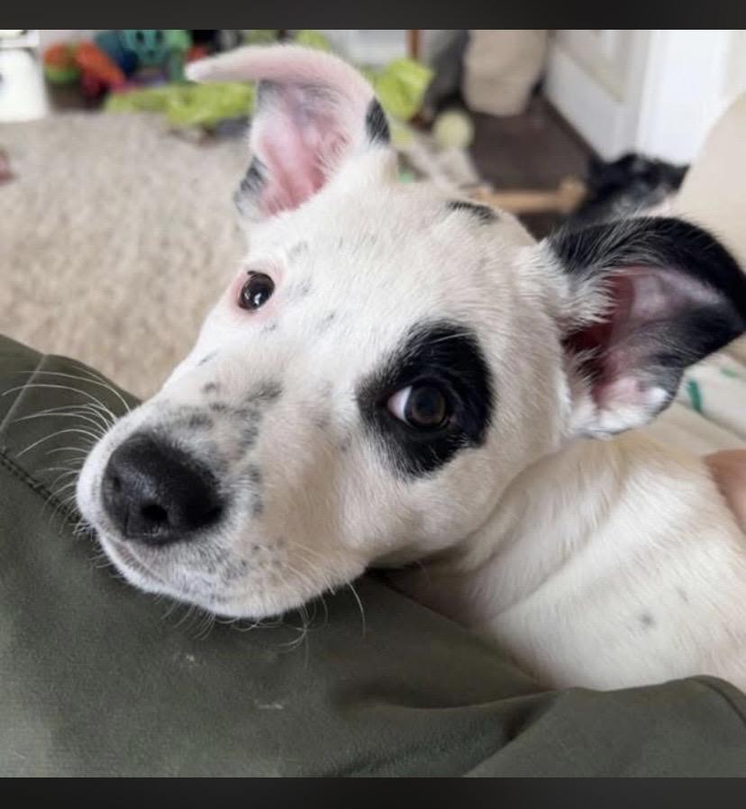 Enlarge Tucson, an adopted mixed breed in Philadelphia, PA image 4/6