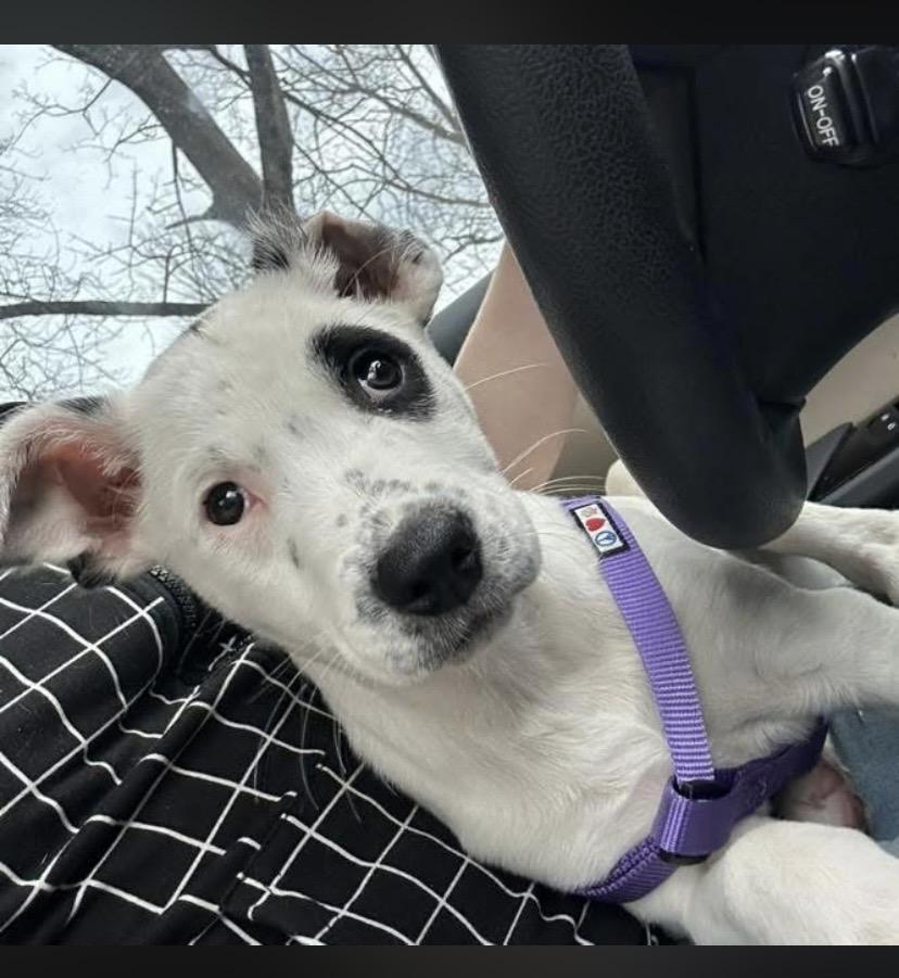 Enlarge Tucson, an adopted mixed breed in Philadelphia, PA image 3/6