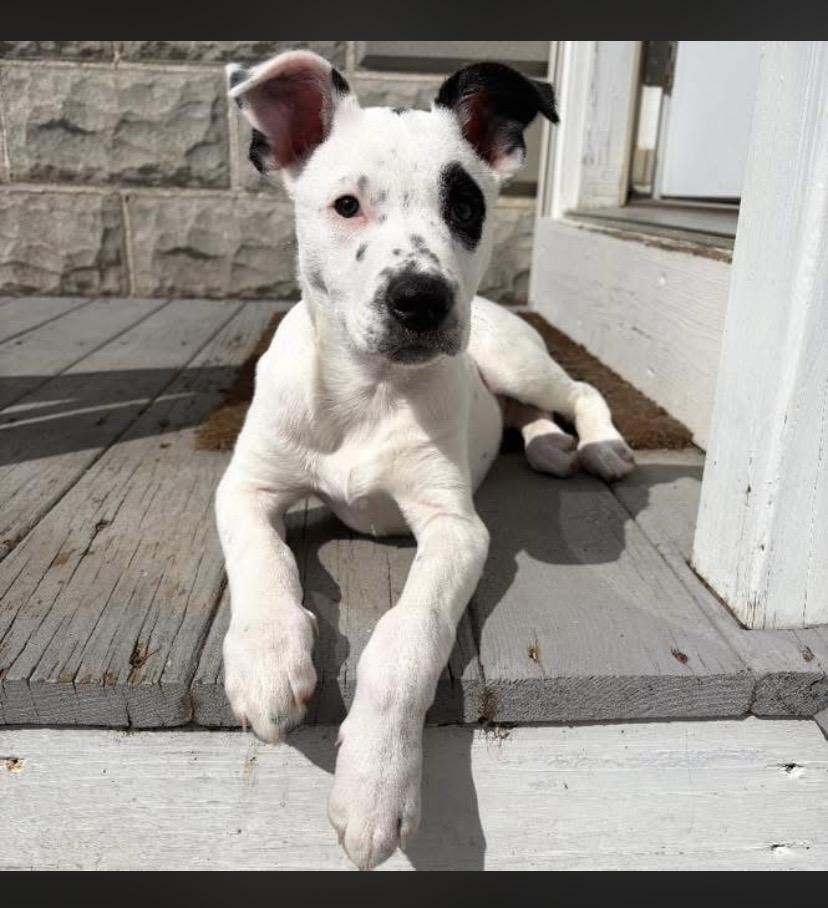 Enlarge Tucson, an adopted mixed breed in Philadelphia, PA image 2/6