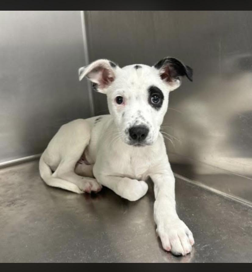 Enlarge Tucson, an adopted mixed breed in Philadelphia, PA image 1/6