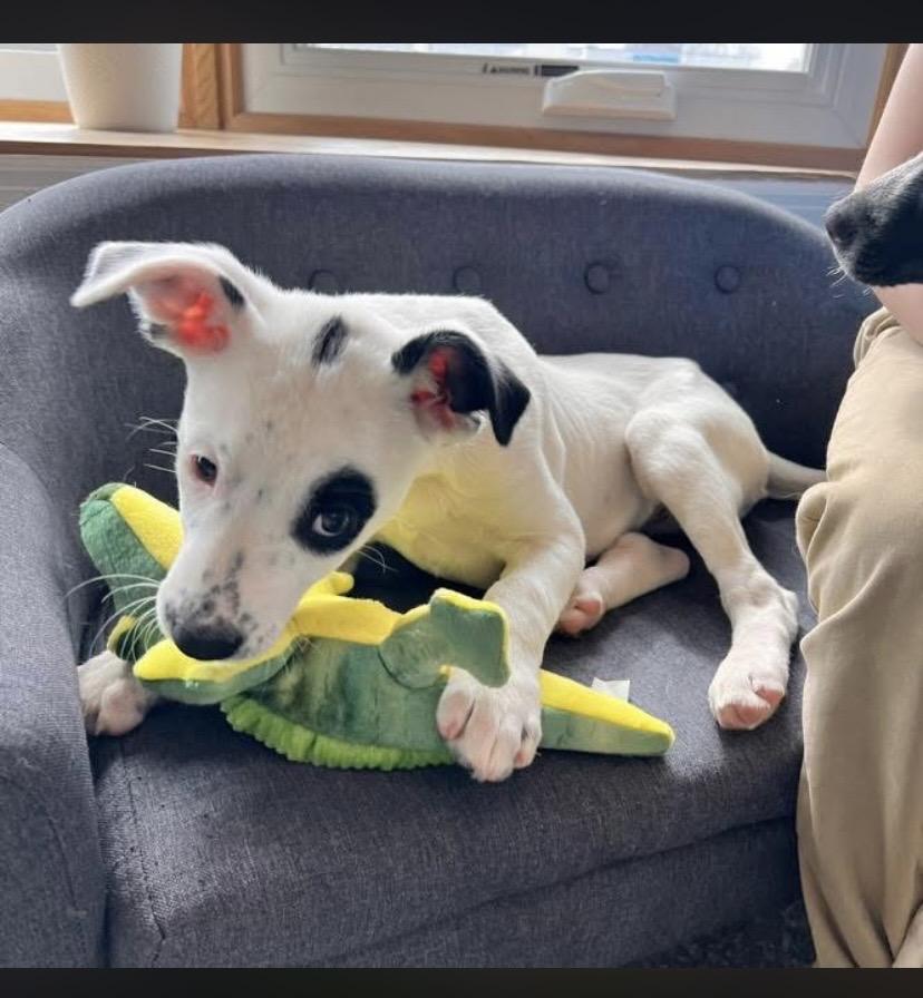 Enlarge Tucson, an adopted mixed breed in Philadelphia, PA image 5/6