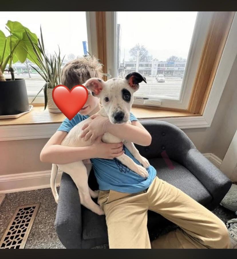 Enlarge Tucson, an adopted mixed breed in Philadelphia, PA image 6/6