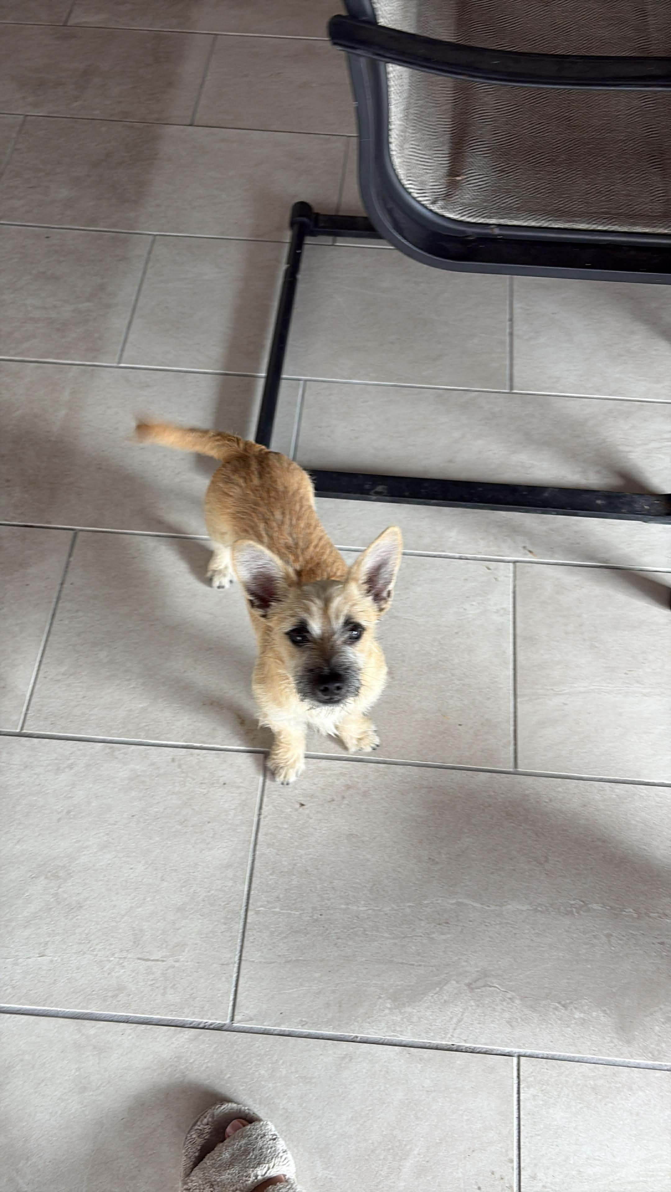 Enlarge Miny, an adopted mixed breed in Commerce City, CO image 2/6