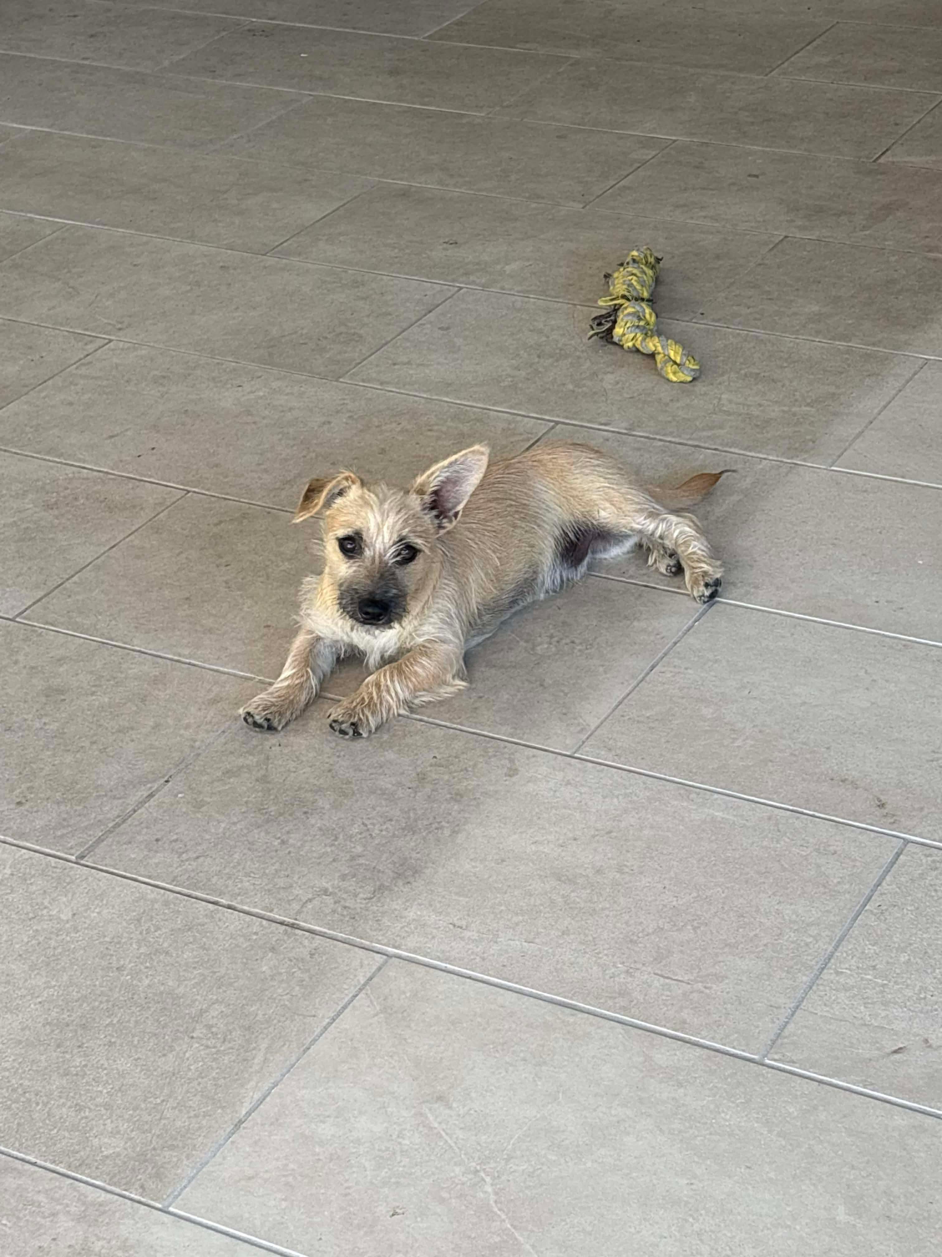 Enlarge Miny, an adopted mixed breed in Commerce City, CO image 4/6