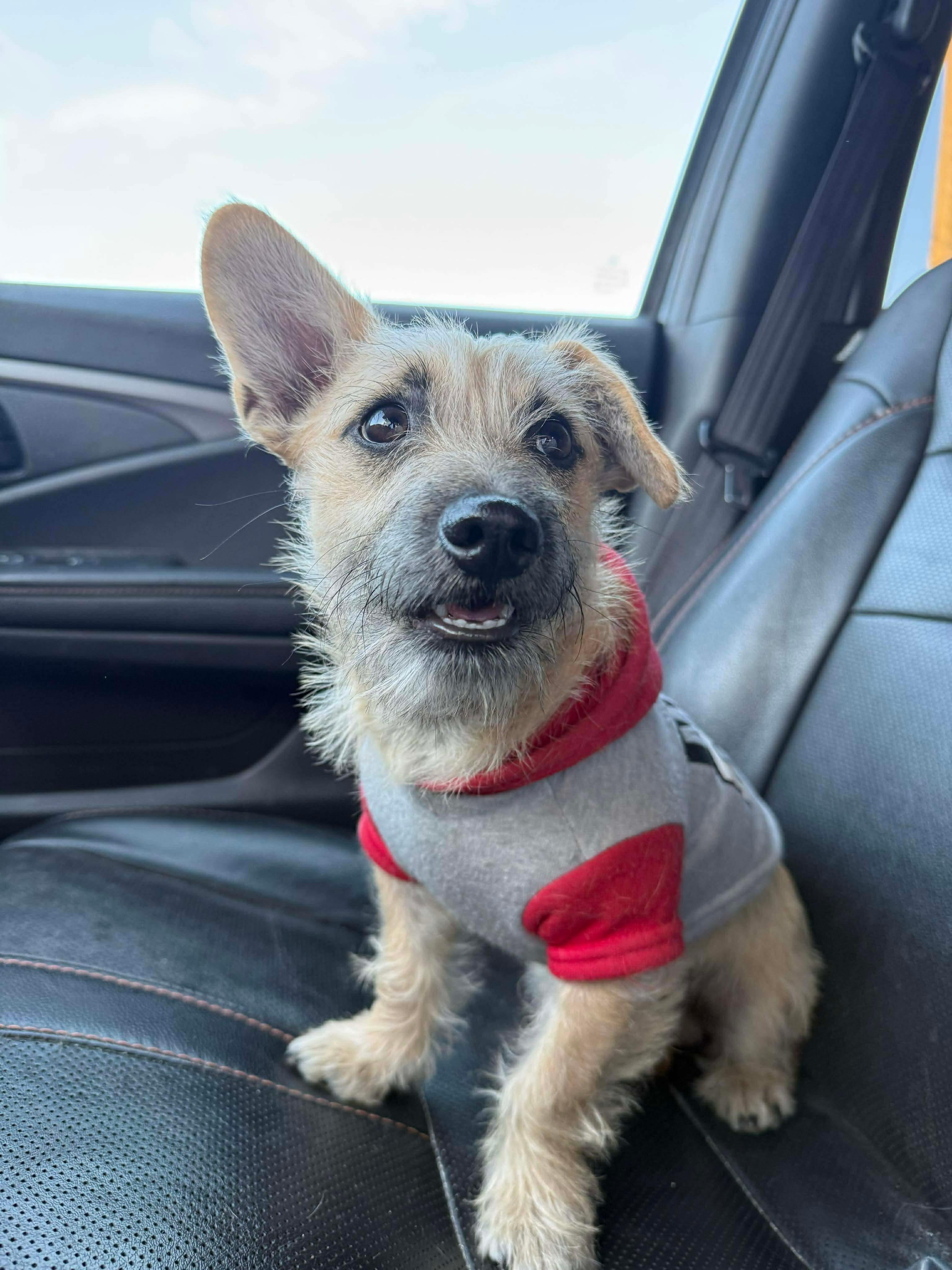 Miny, adopted, Young Male Terrier.