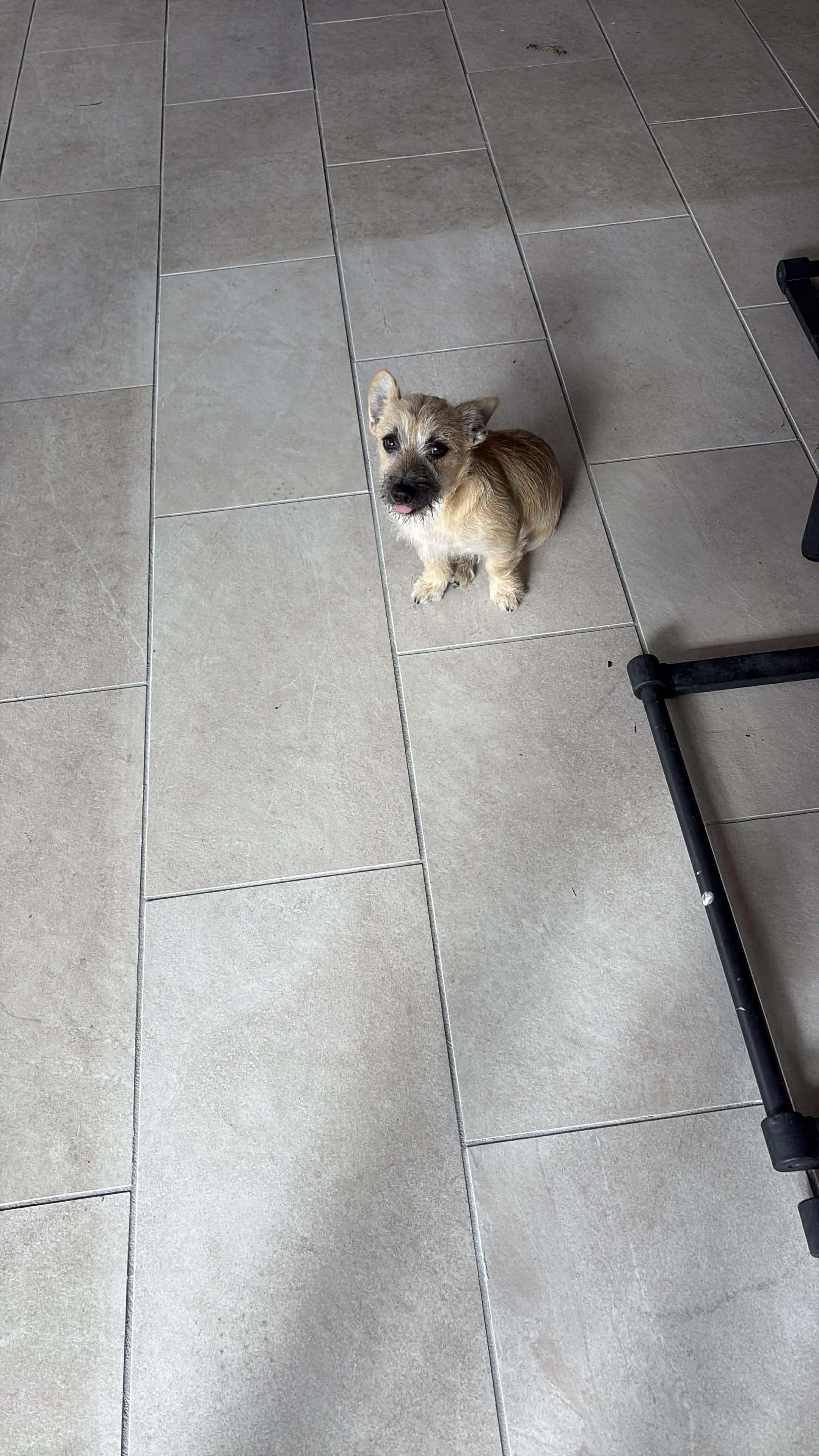 Enlarge Miny, an adopted mixed breed in Commerce City, CO image 6/6