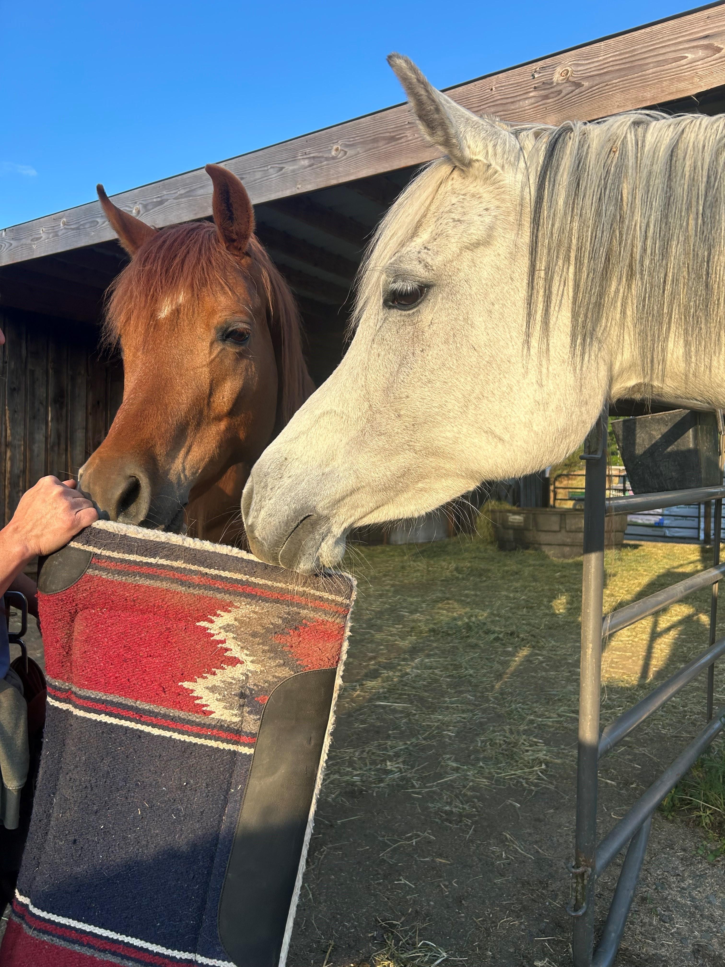 Enlarge Jasmine, a Adoptable Arabian in Quilcene, WA image 3/6