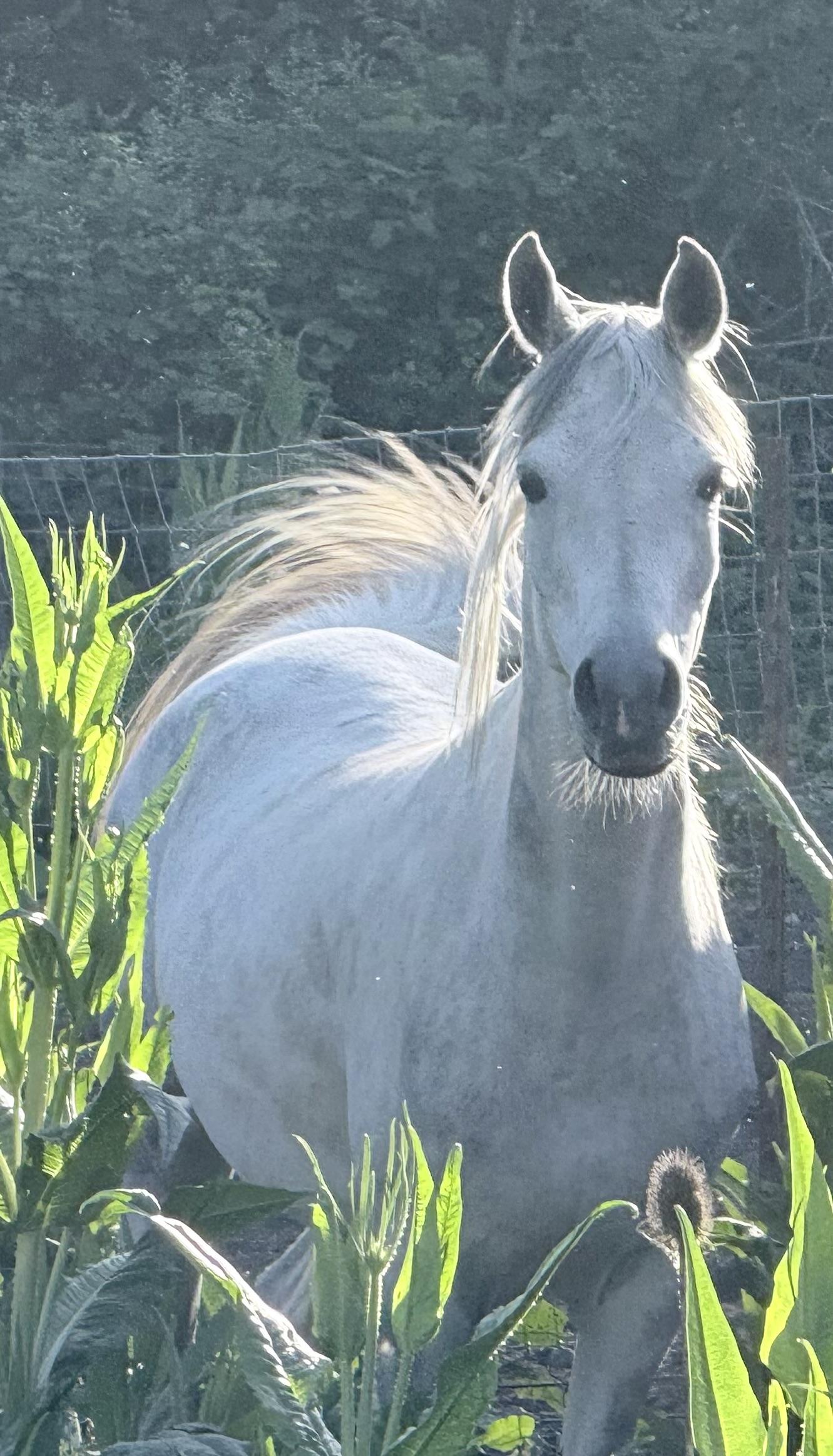 Jasmine, Adoptable, Adult Female Arabian.