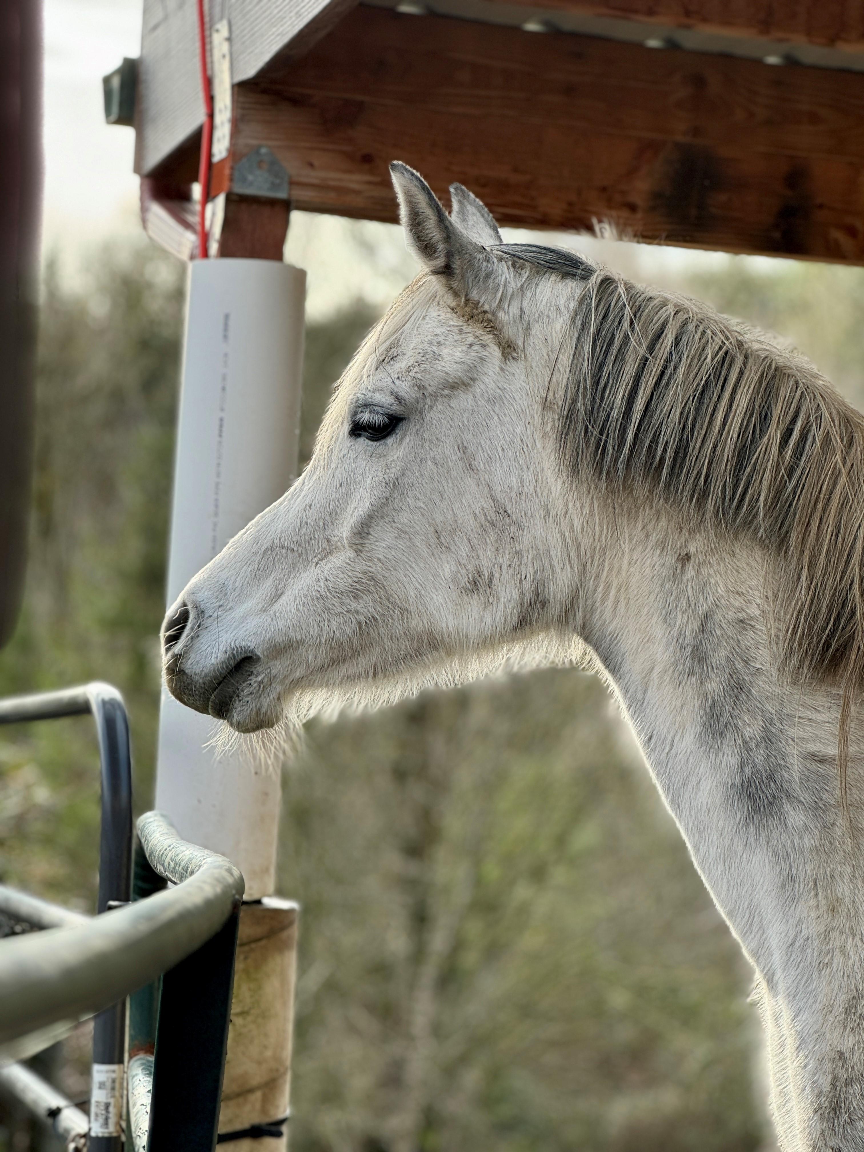 Enlarge Jasmine, a Adoptable Arabian in Quilcene, WA image 1/5
