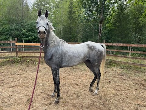 Enlarge Jasmine, a Adoptable Arabian in Quilcene, WA image 3/5