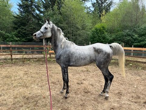 Enlarge Jasmine, a Adoptable Arabian in Quilcene, WA image 4/5